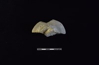 藏品(蓋鈕)的圖片